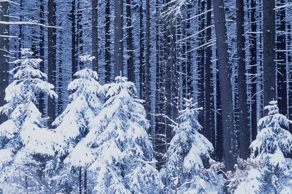 Christmas trees under the snow in the forest