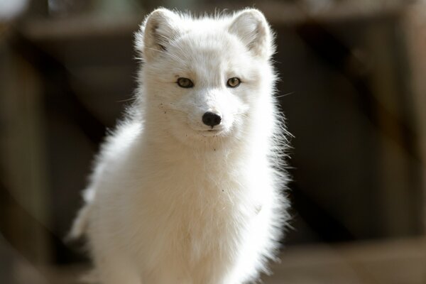 Raubtier weißer Polarfuchs