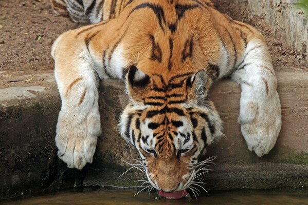 La tigre sull abbeveratoio sembra indifesa