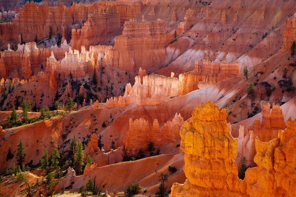 Cañón de rocas en capas de color naranja con abetos verdes