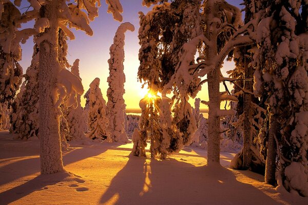 Winter forest at sunset