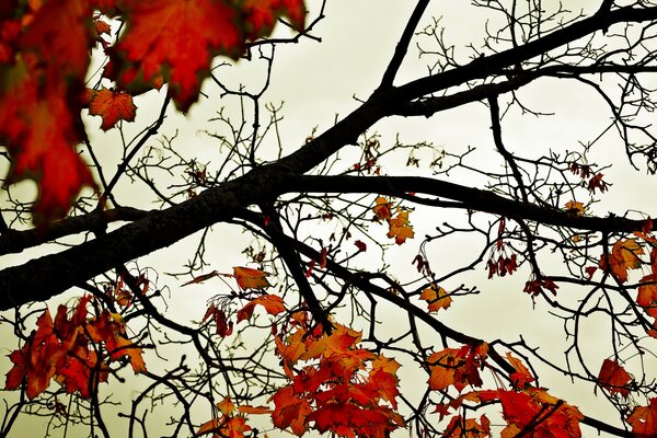 Otoño. Hojas rojas en el árbol