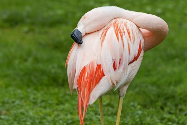 Sleeping Flamingo bird