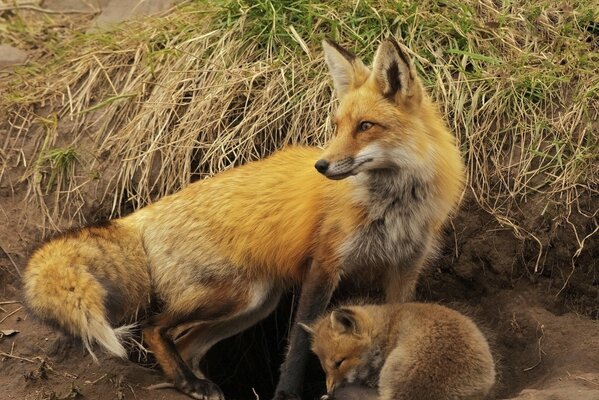 A fox with a fluffy tail and a fox cub