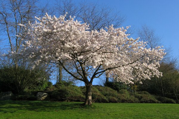 Flor de cerezo exuberante en primavera