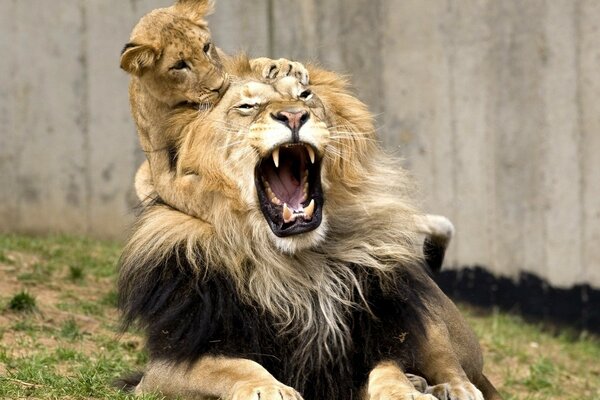 Un leone sbadigliante tra le braccia di un cucciolo di leone