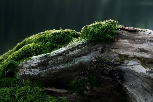 Grünes Moos auf einem umgestürzten Baum im Wald