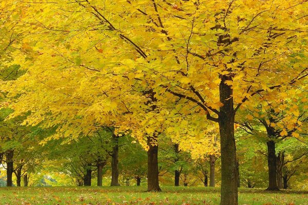 Yellowed leaves on trees in autumn