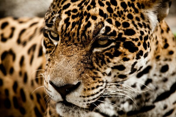 Jaguar. Gato montés. Belleza