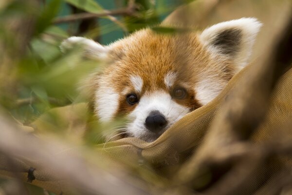 Ein roter Panda und ein Shayr-Pferd in der Natur