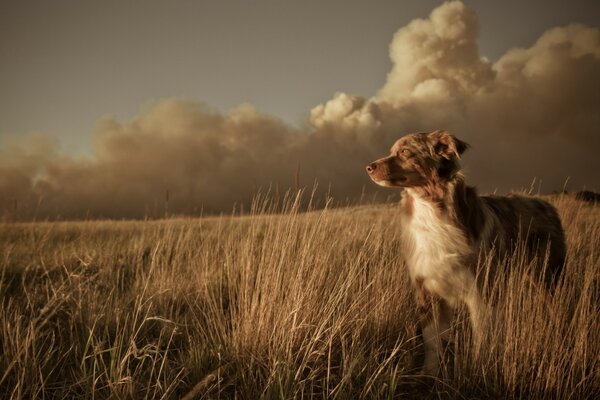 Weiß - roter einsamer Hund im Feld