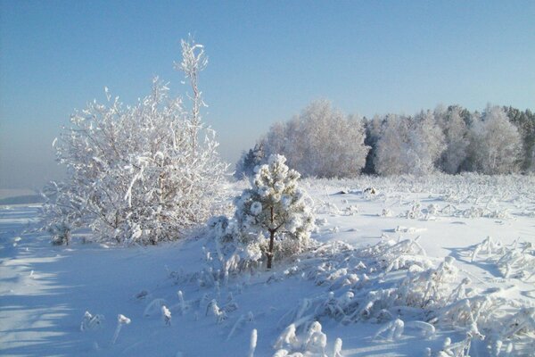 Зимний пейзаж, деревья в снегу