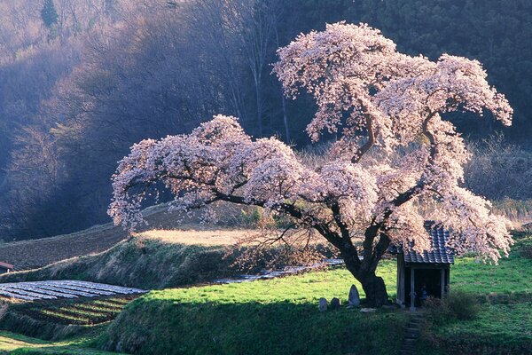 Bel arbre-Sakura au milieu de la floraison