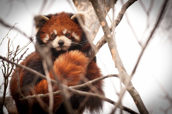 Czerwona panda z puszystym ogonem