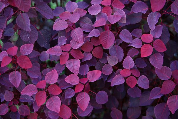 Feuilles pourpres d automne