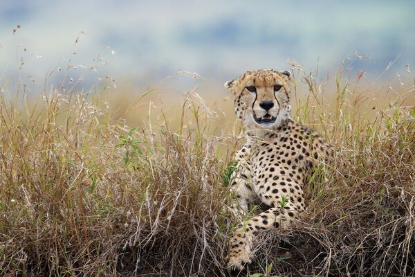 Ein wilder Gepard läuft über das Gras