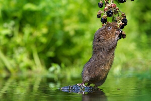 The water vole is a lover of blackberry berries