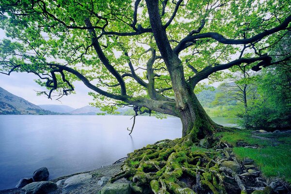 Un árbol verde en el fondo crece musgo y lago