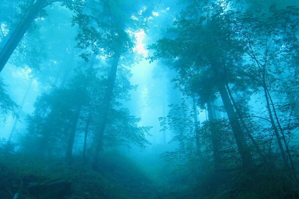 A gloomy blue forest in the fog