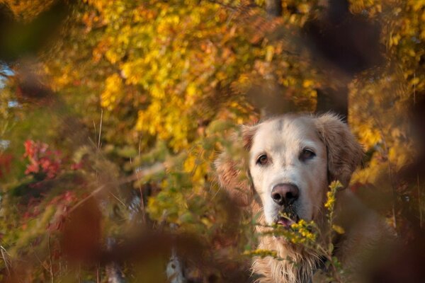 Passeggiata autunnale con un amico