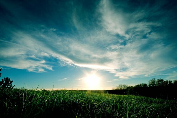 The sun s light illuminates the green grass