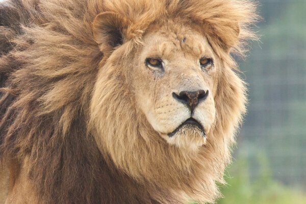 Roi des bêtes Lion hirsute prédateur