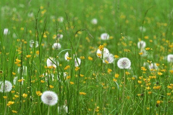 Prairie verte avec pissenlits blancs