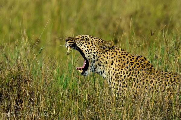 Rugido de leopardo en la hierba verde