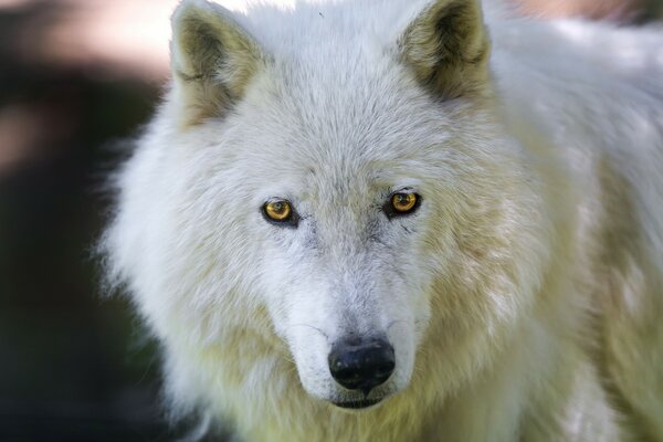 Rara especie de lobo blanco