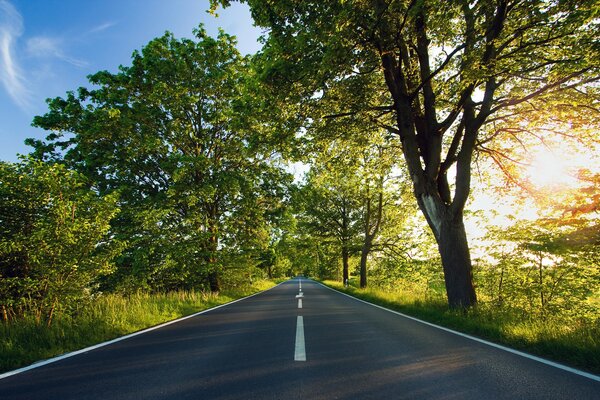 La route est longue le long des arbres le soleil brille