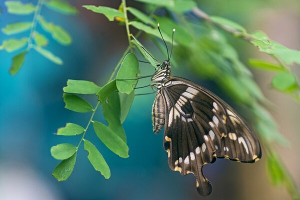 Macro photo of a butterfly on a sheet