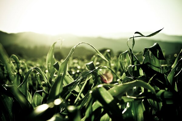 Grüne Pflanzen im Feld bei Sonnenaufgang