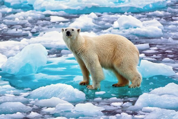 Ein Eisbär auf einer Eisscholle. Eisschollen im Wasser