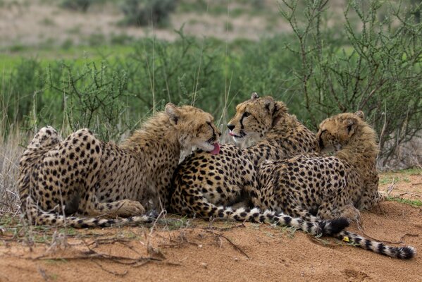 Three cheetahs. cheetah licks cheetah