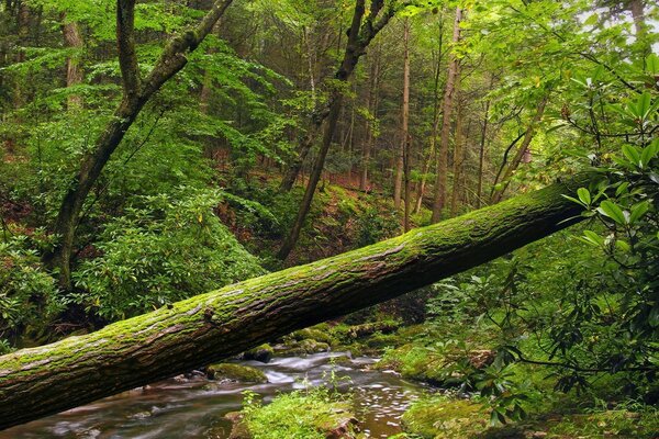 Schmaler Fluss im Sommer im Wald