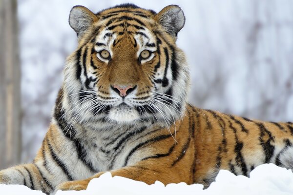 Ein großer Tiger liegt im Schnee