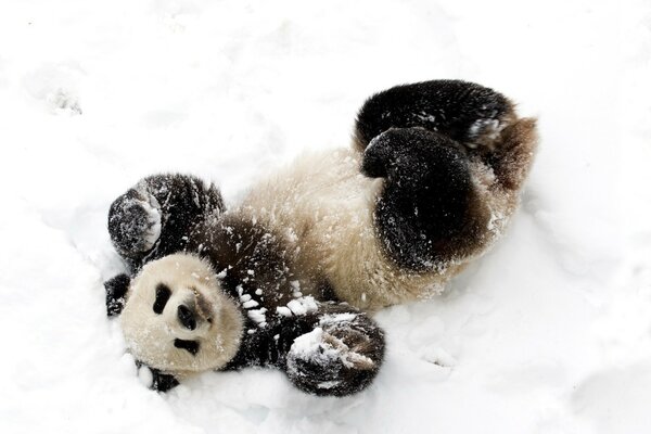 Panda roule sur son dos en hiver