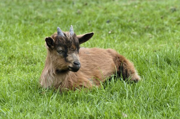 Un pequeño cabrito yace en la hierba