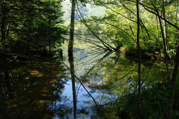 Reflection of the foliage of trees on the water