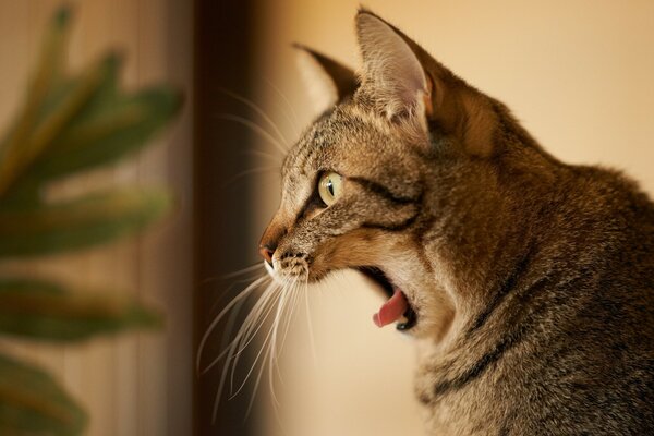 Les chats sont particulièrement mignons sur toutes les photos