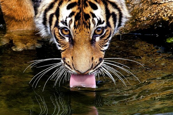 El tigre bebe agua. Carnívoro