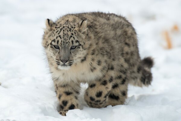 Gatto selvatico fuori sulla neve