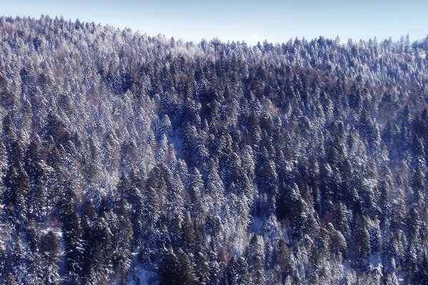 Bosque de invierno desde la altura del vuelo