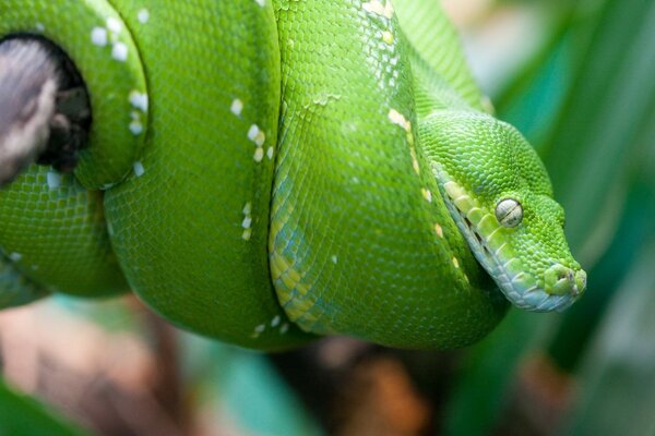 Python auf der Jagd in freier Wildbahn