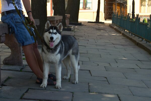 Cheerful husky on a summer street