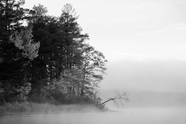 Forest trees bent over the lake