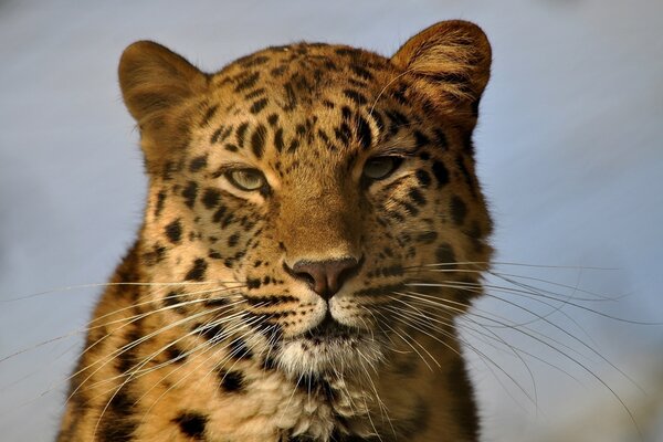 Chat sauvage regarde dans les yeux