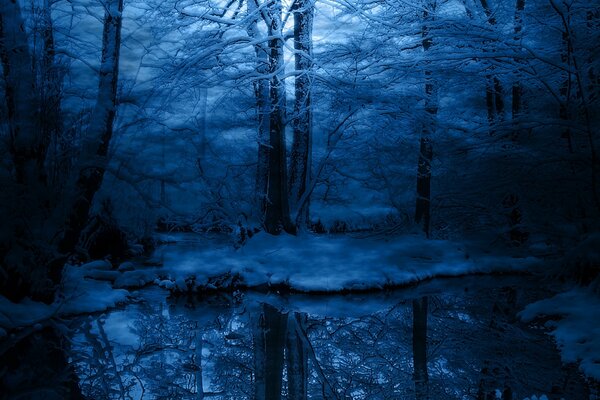 Foresta di neve in inverno