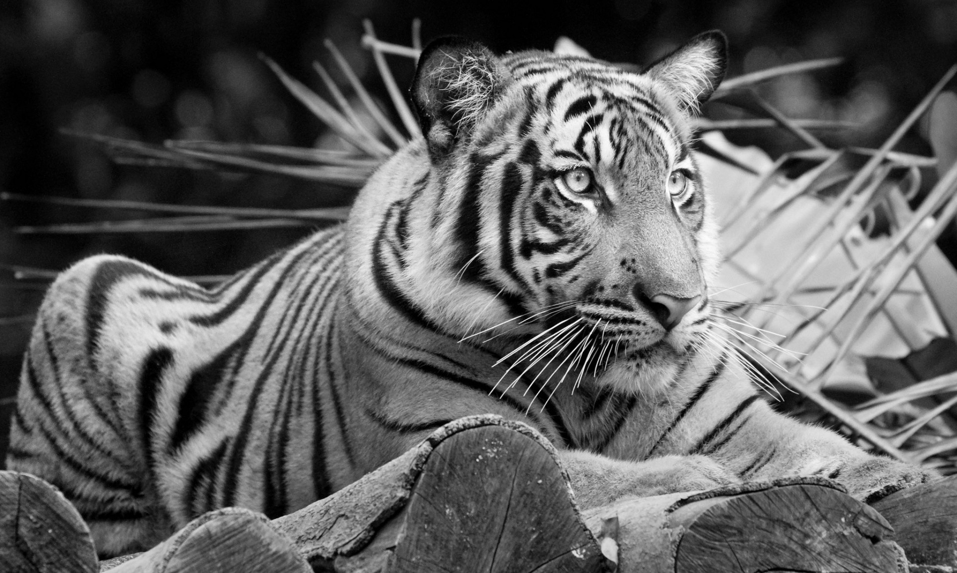 wild cat black and white tiger