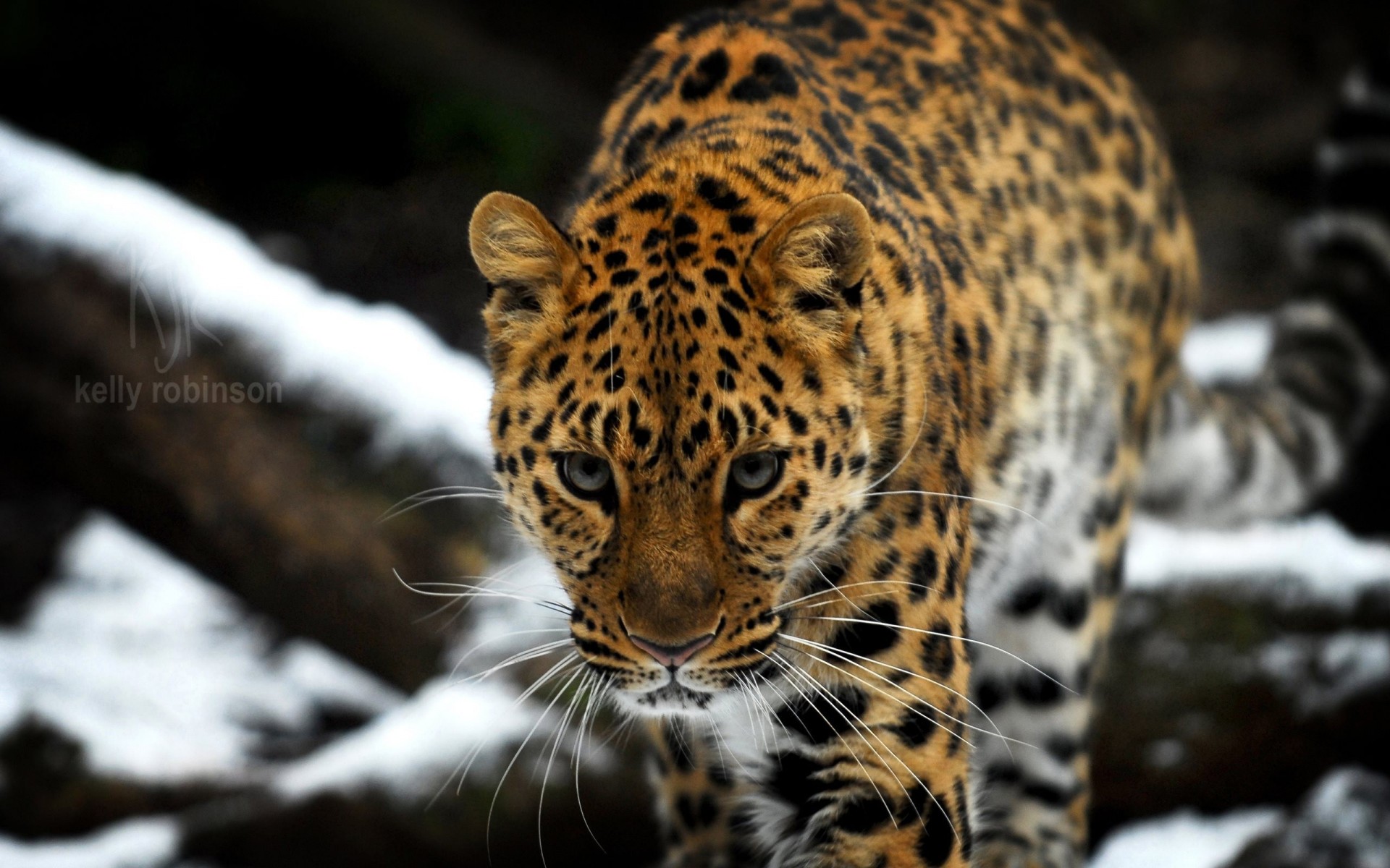 wild cat amur leopard far eastern leopard